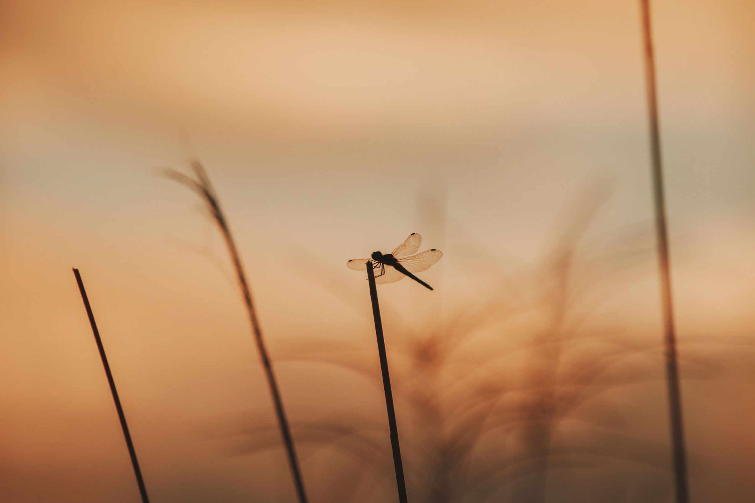 季節の模様、蜻蛉（とんぼ）と印伝の原点を感じる旅へ | 印傳屋 | INDEN-YA